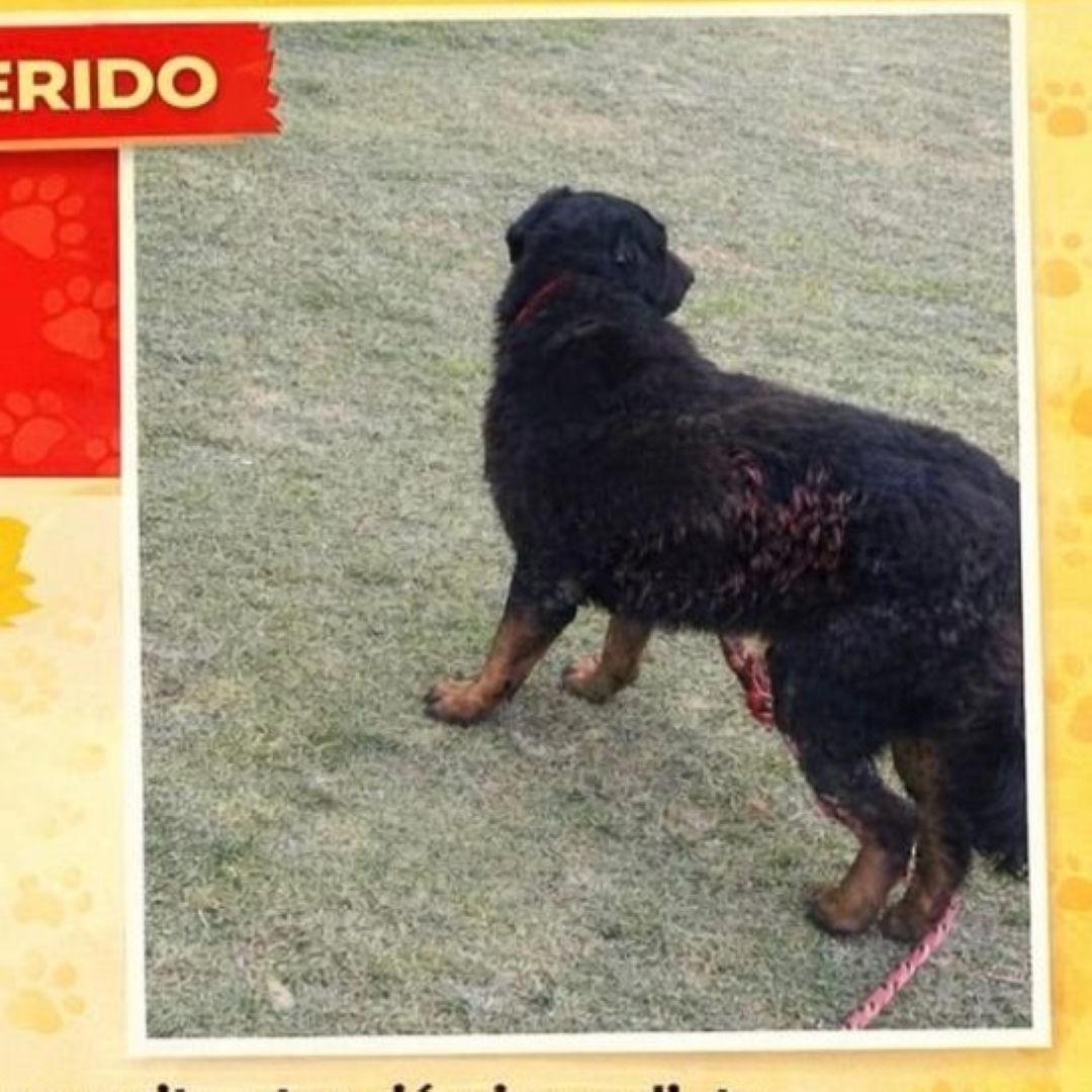 Perro Rott