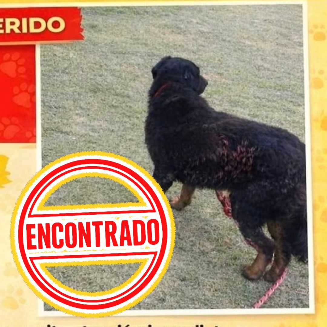 Rottweiler peludo 