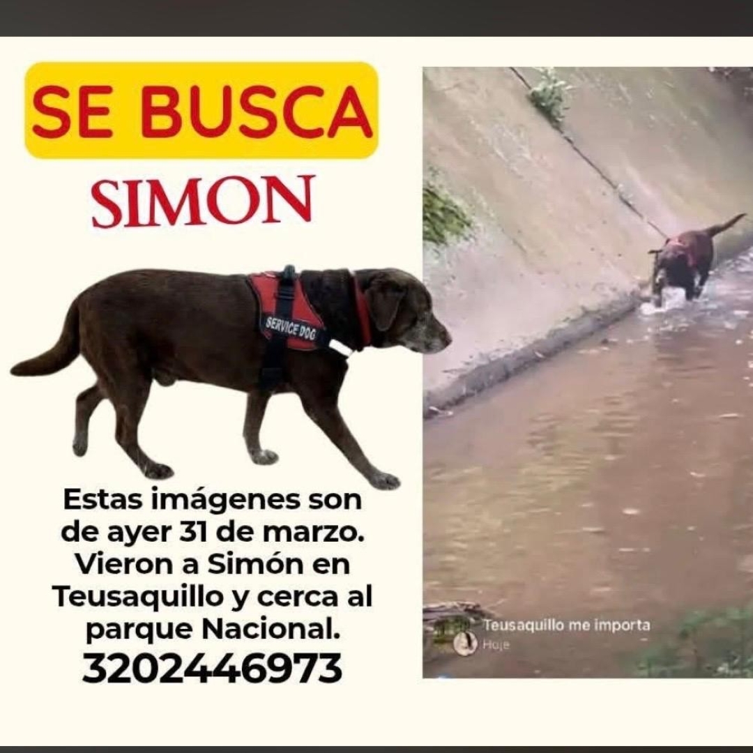 Perro Simón