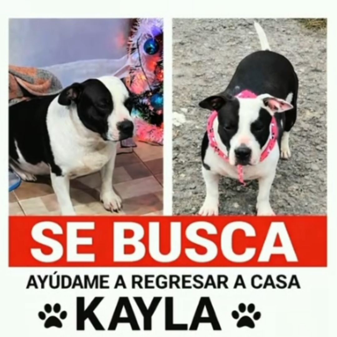 Perro Kayla