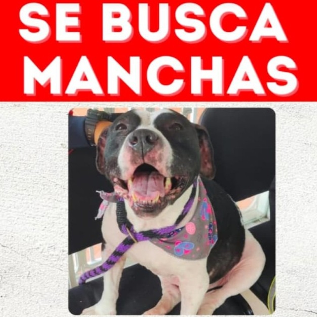 Perro mANCHAS