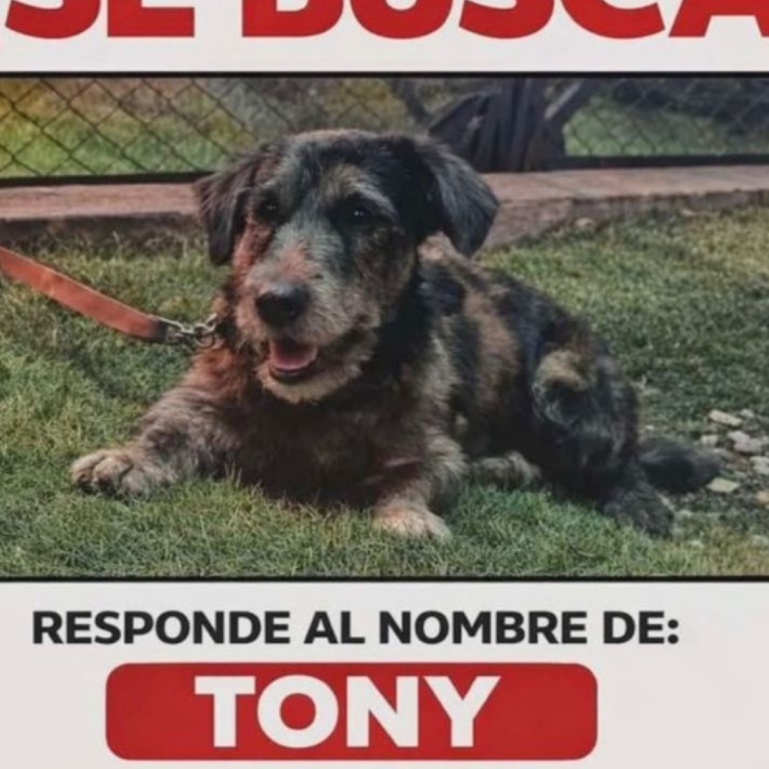 Perro Tony