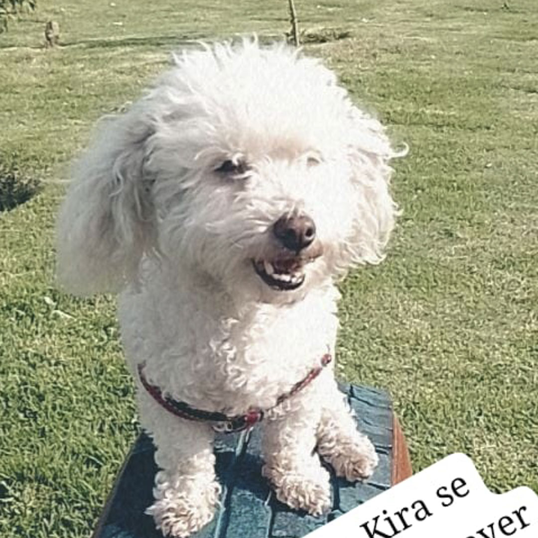 Perro Kira