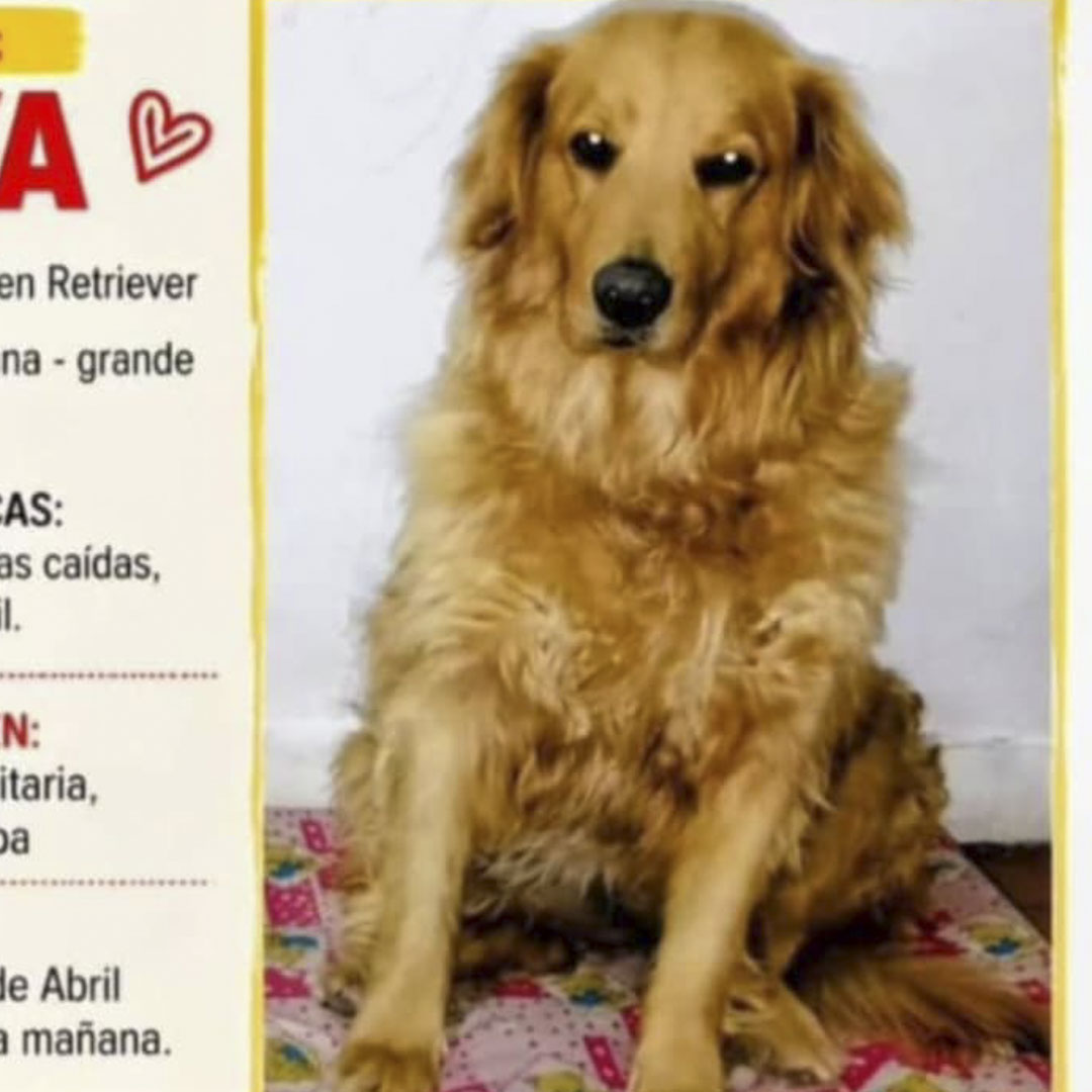 Perro Maya