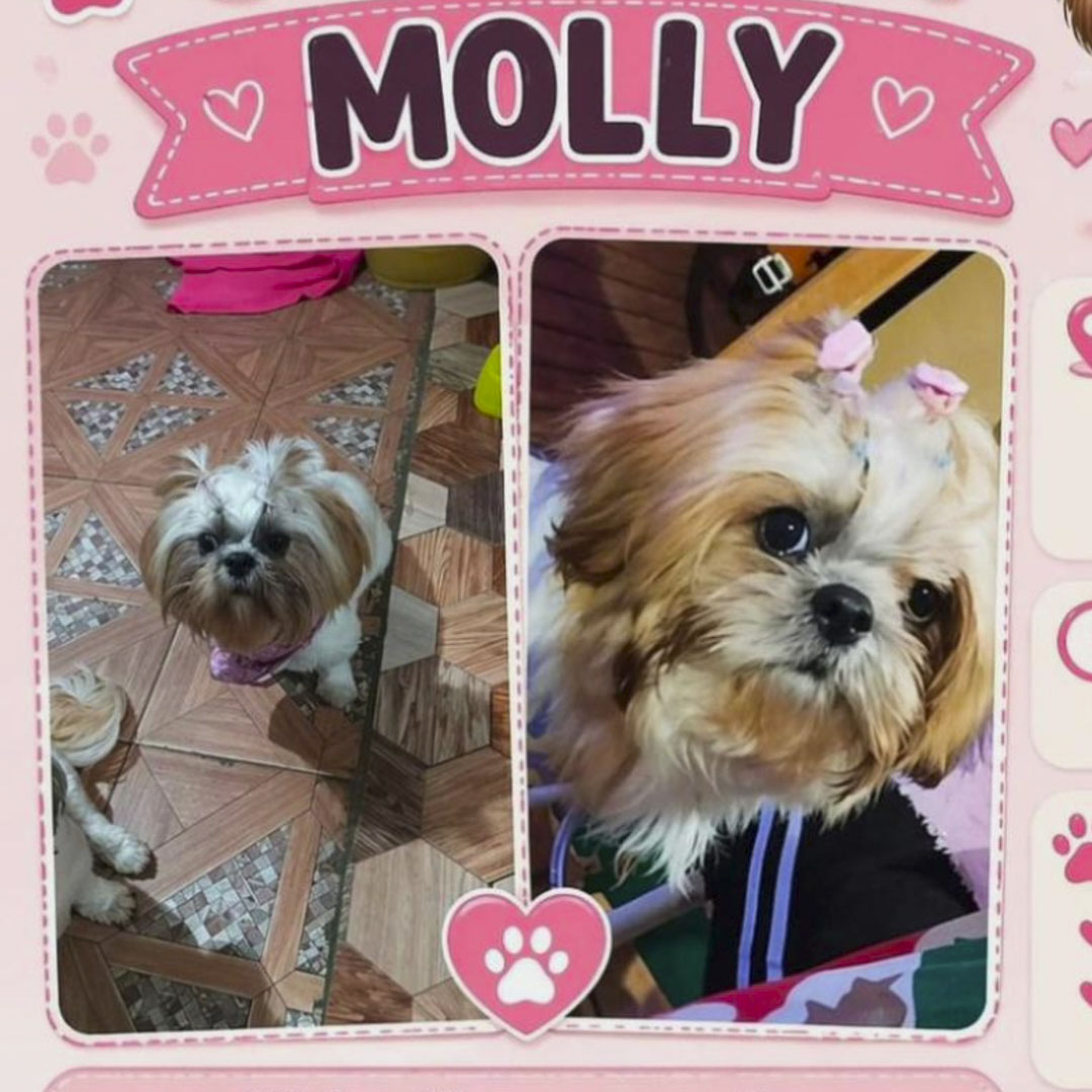 Perro Molly