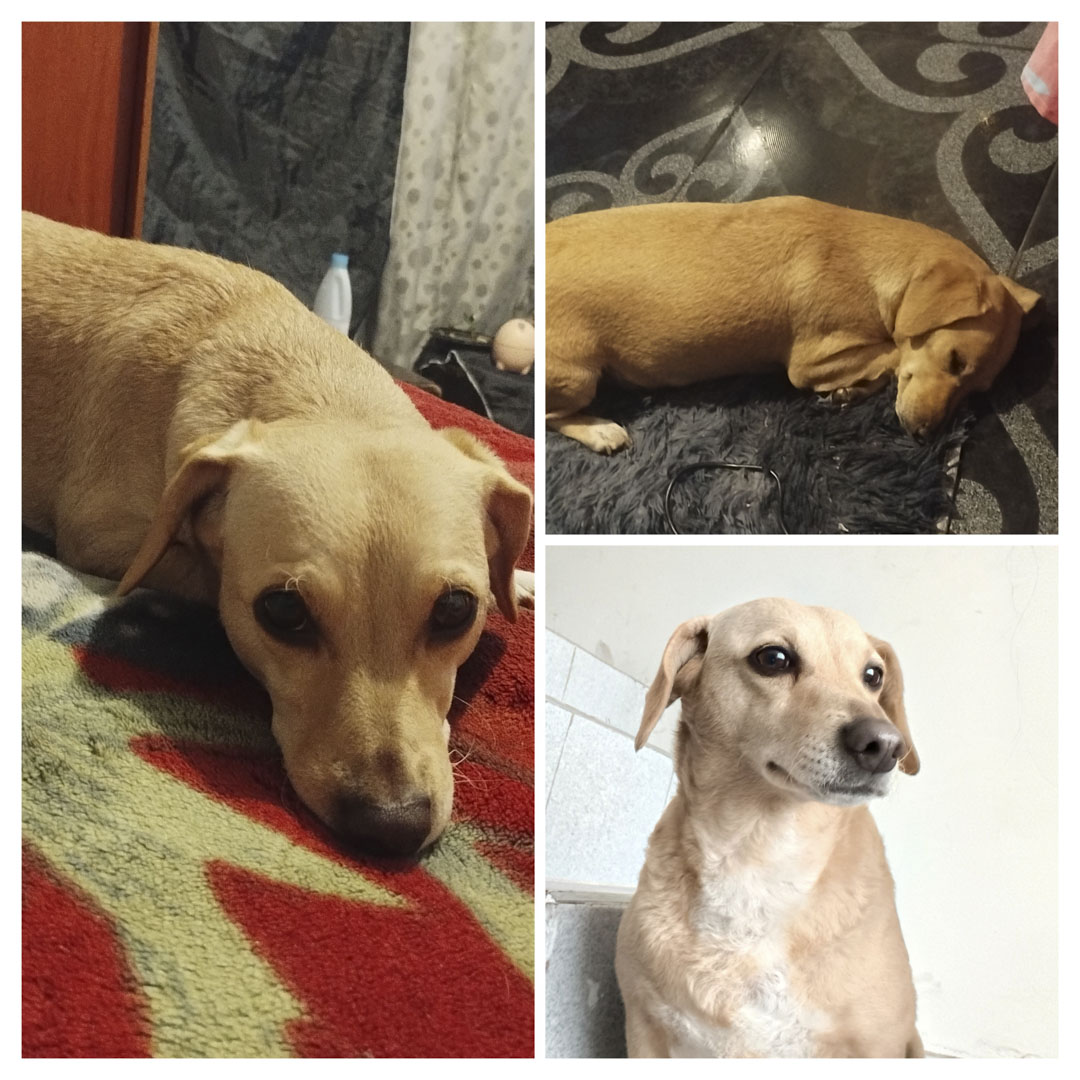 Perro Sacha
