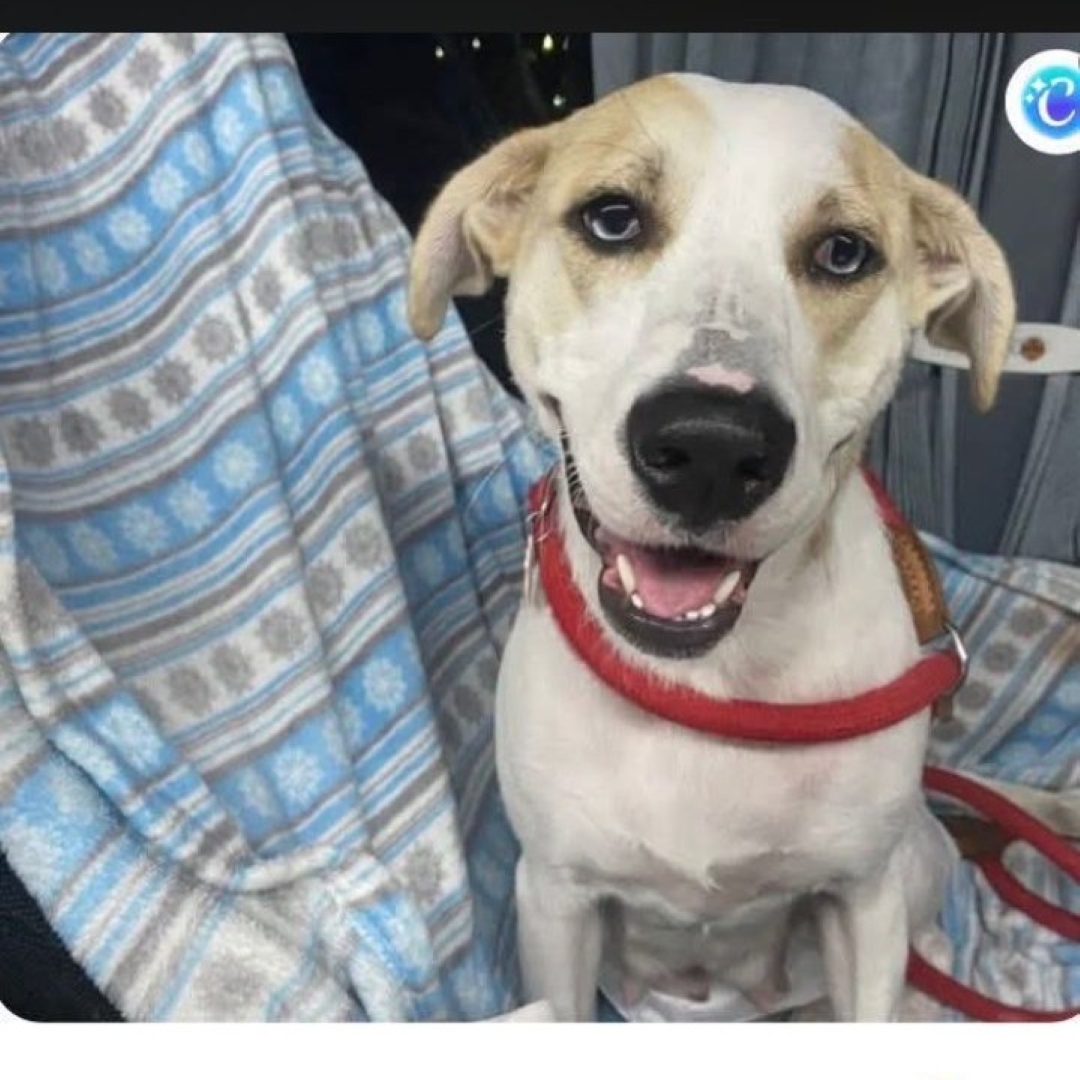 Perro Celeste