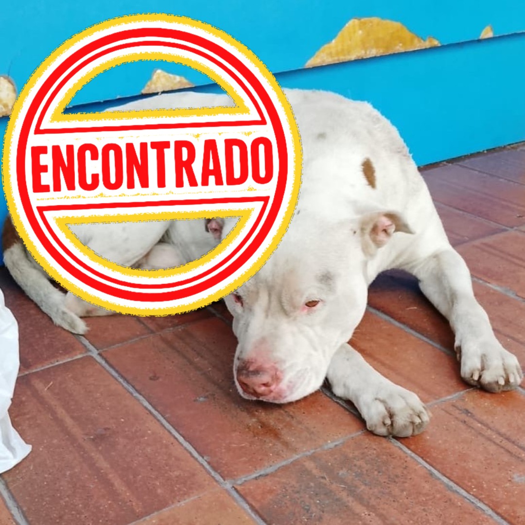 Perro NN