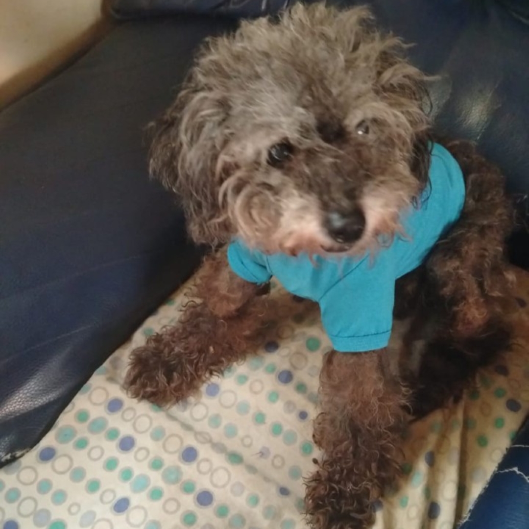 Perro Jhony