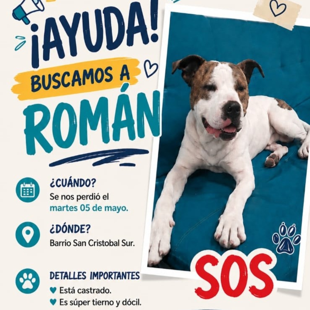 Perro Román