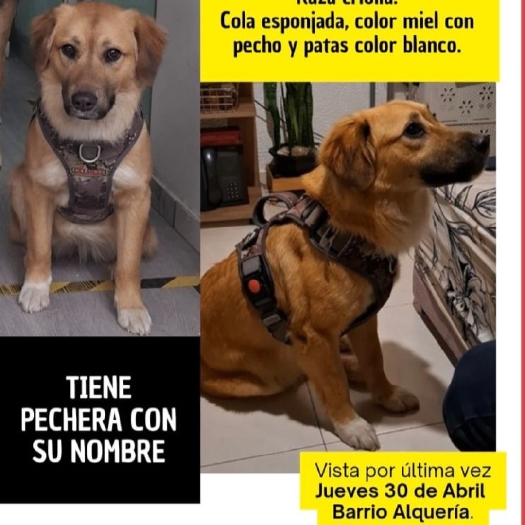 Perro nina