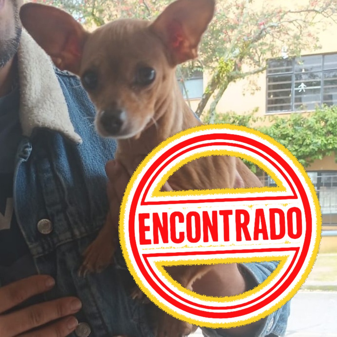 Perro NN