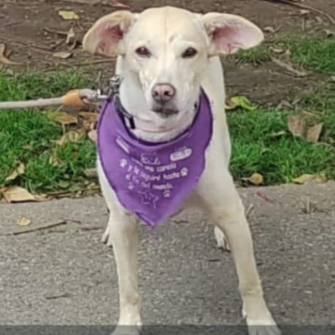 Perro Amarilla
