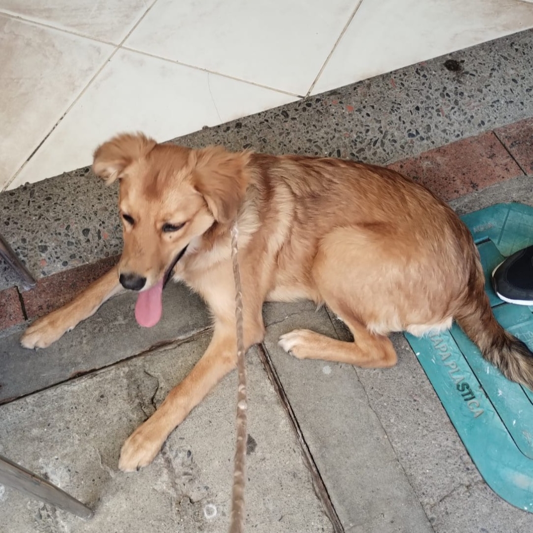 Perro Nala