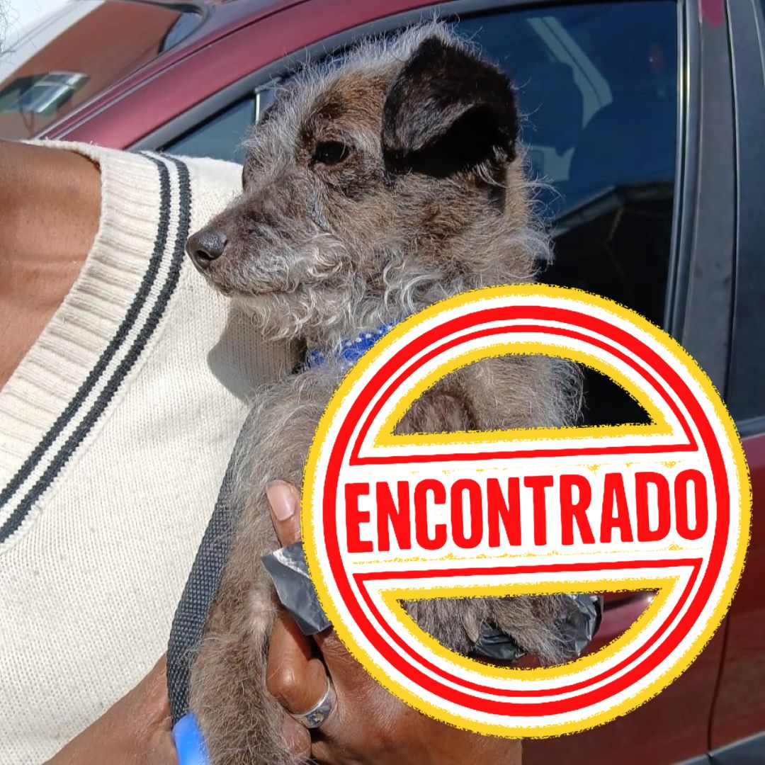 Perro Draco