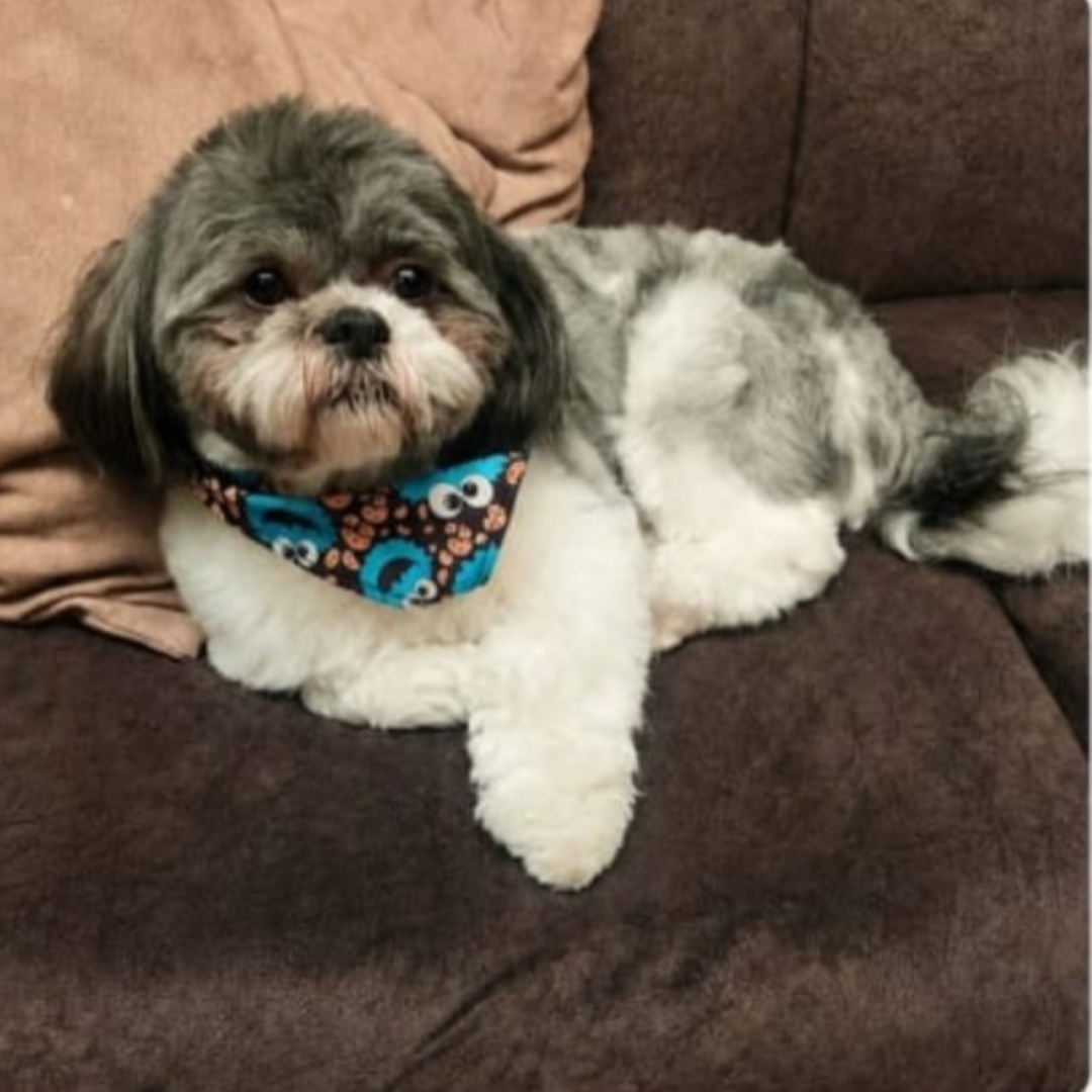 Perro Haku