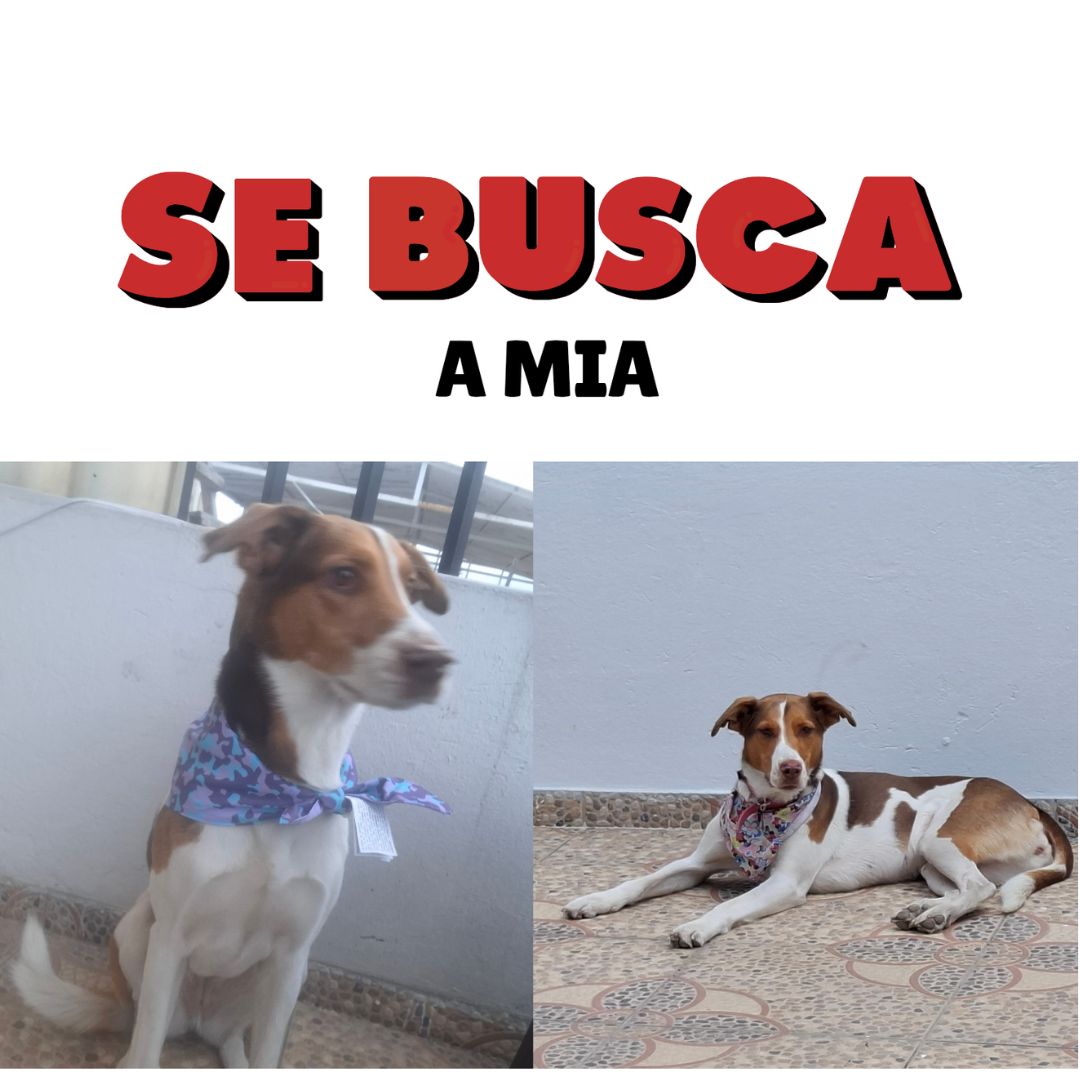 Perro Mía