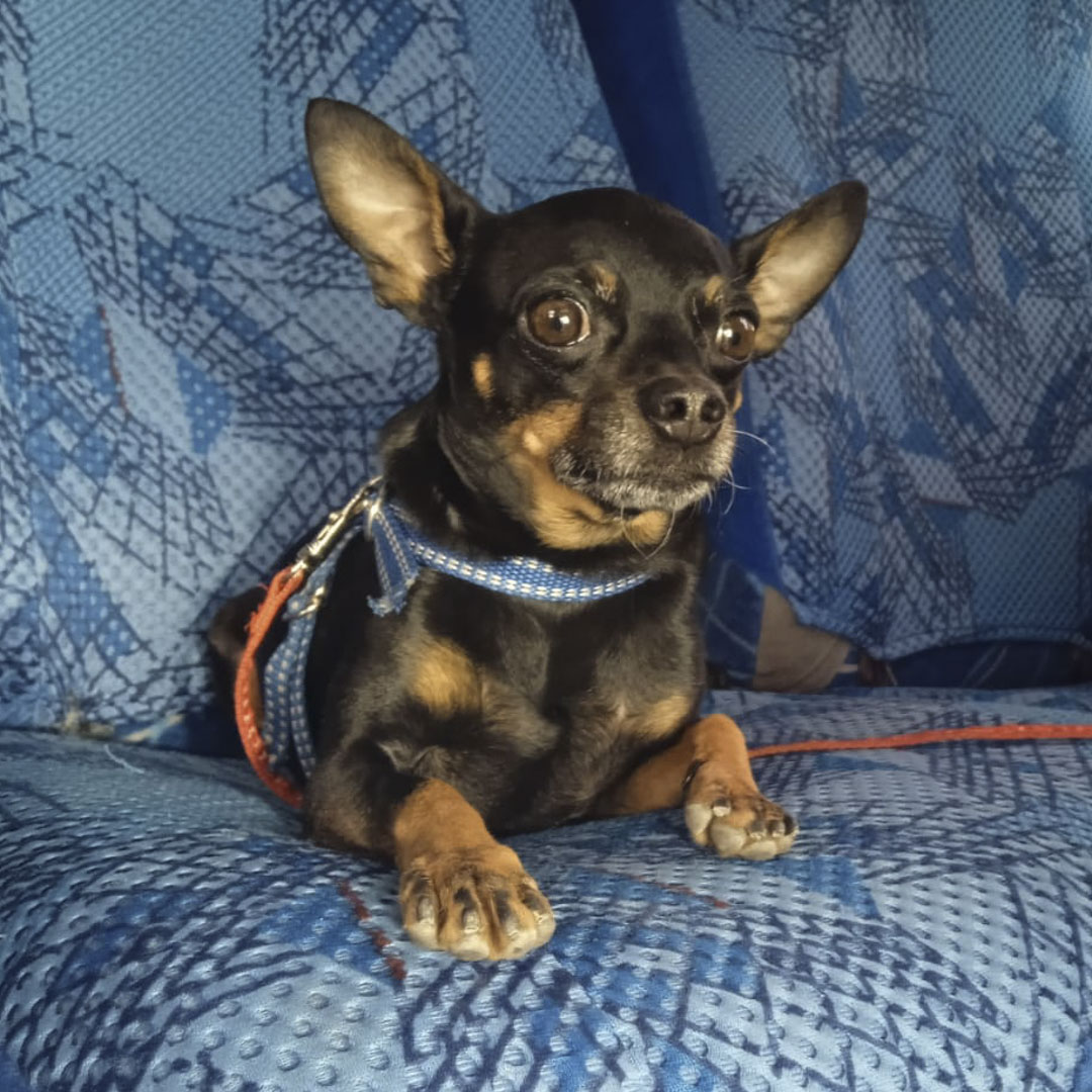 Perro Tony