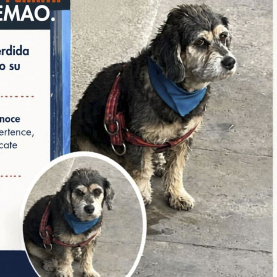 Perro NN