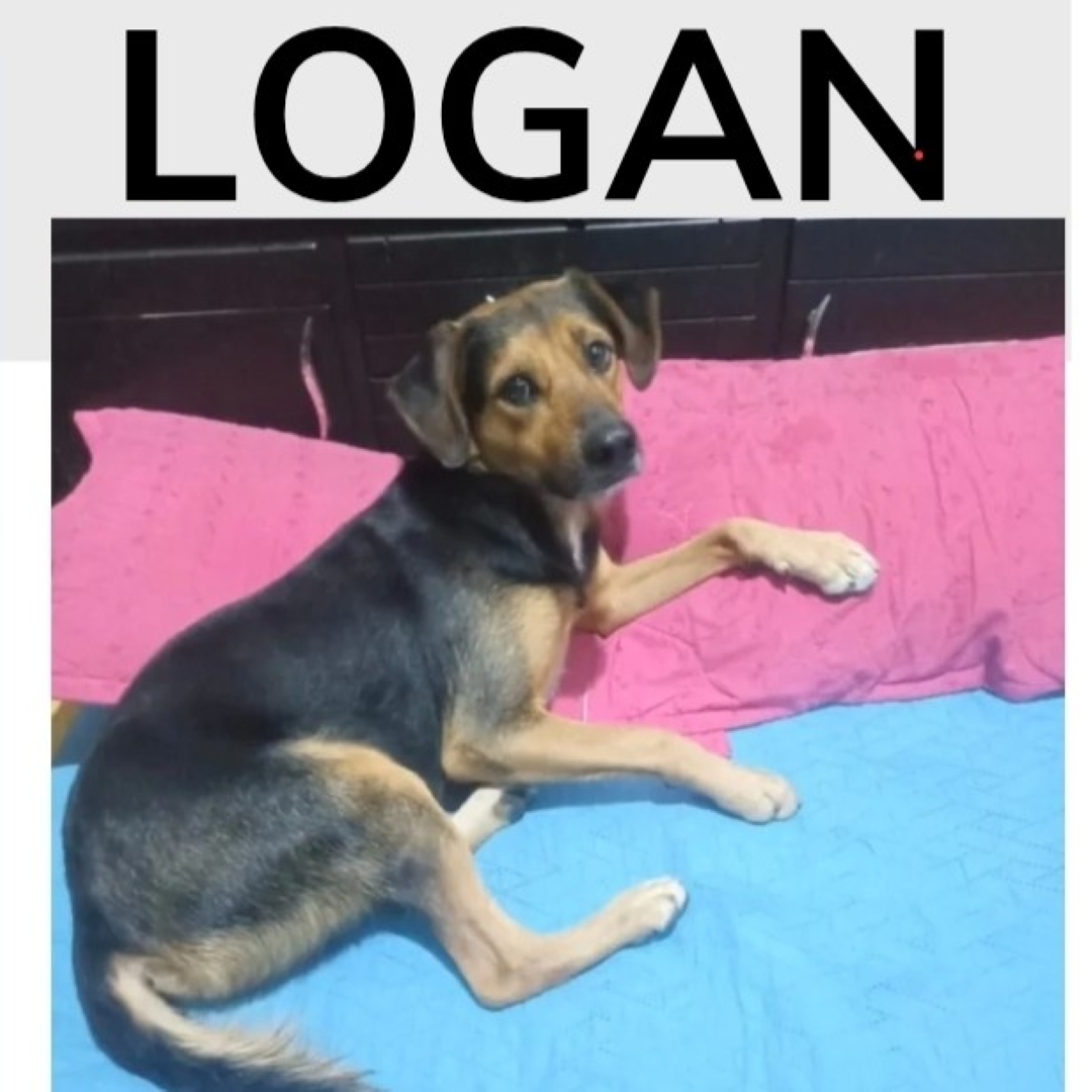 Perro Logan