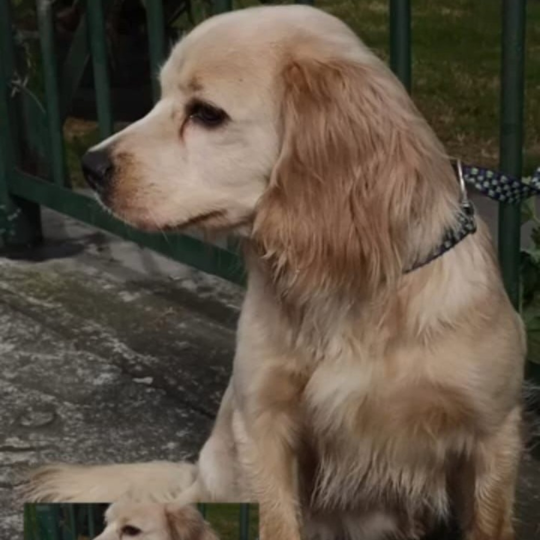 Perro Lukas