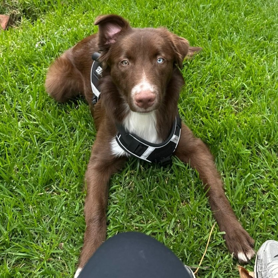 Perro Milo