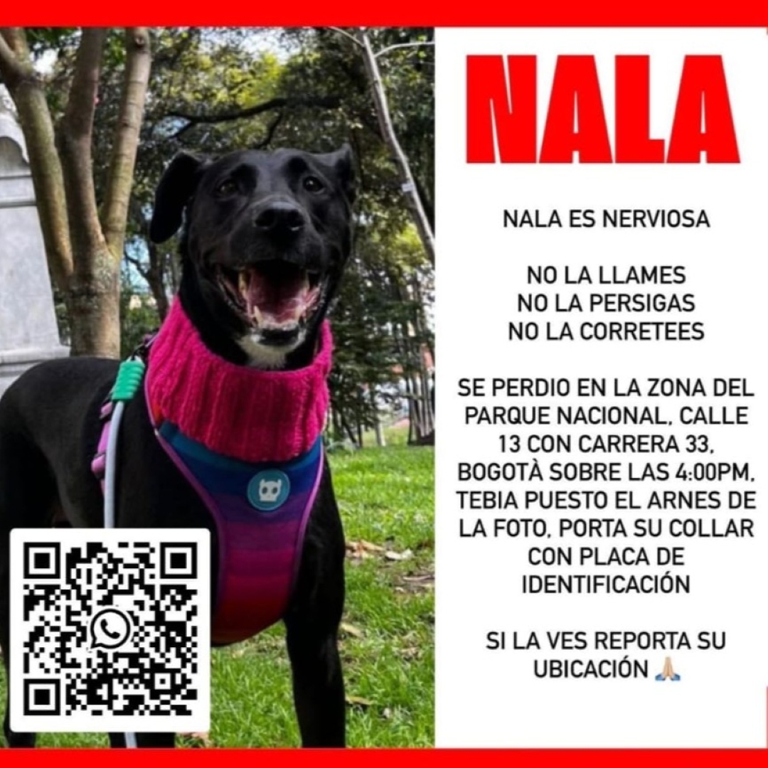 Perro Nala