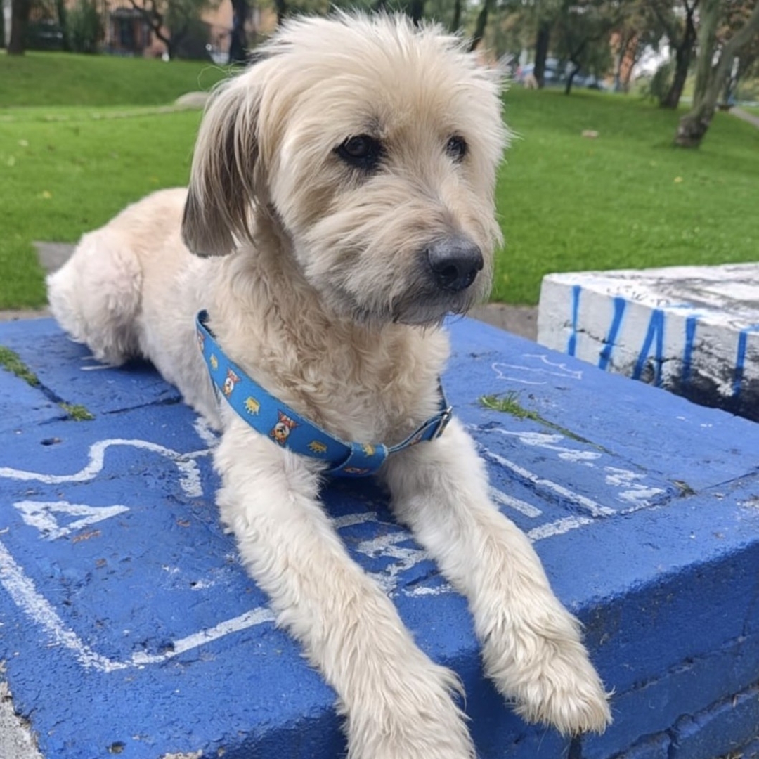 Perro Toby