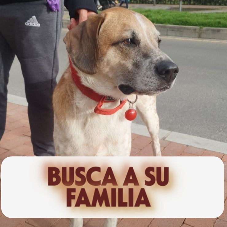 Perro NN