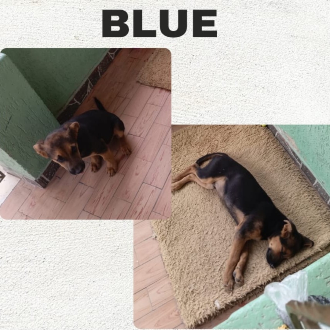 Perro Blue