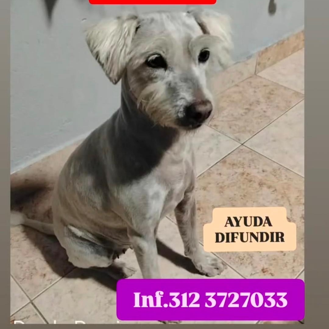 Perro Nanis