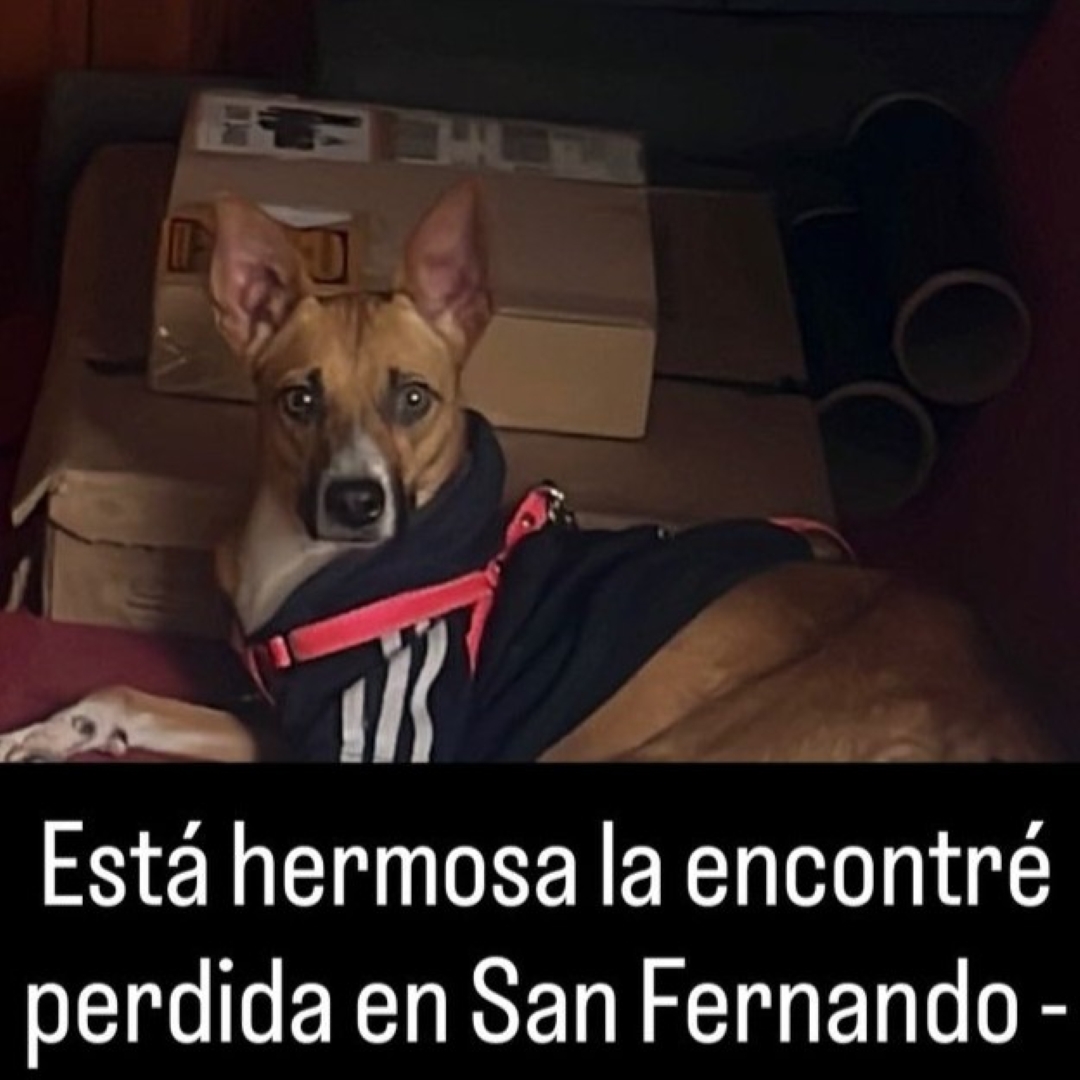 Perro NN