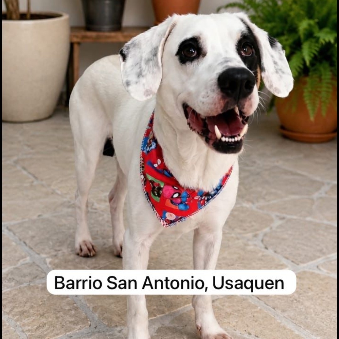 Perro Perrito