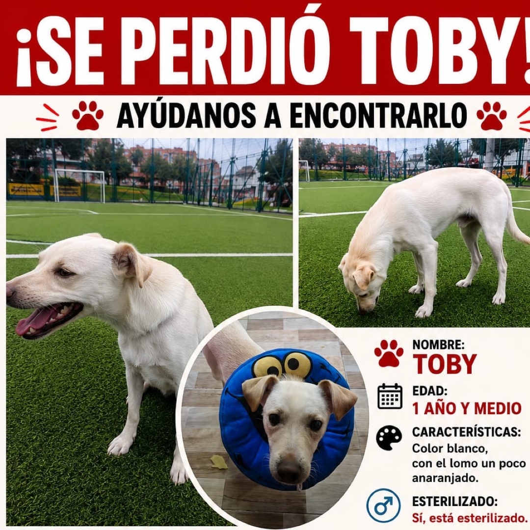 Perro Toby