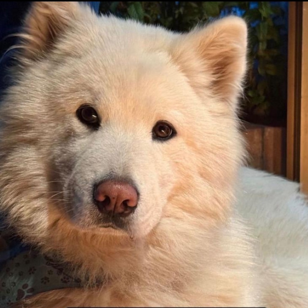 Perro Dante