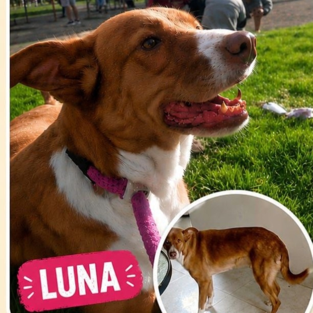 Perro Luna