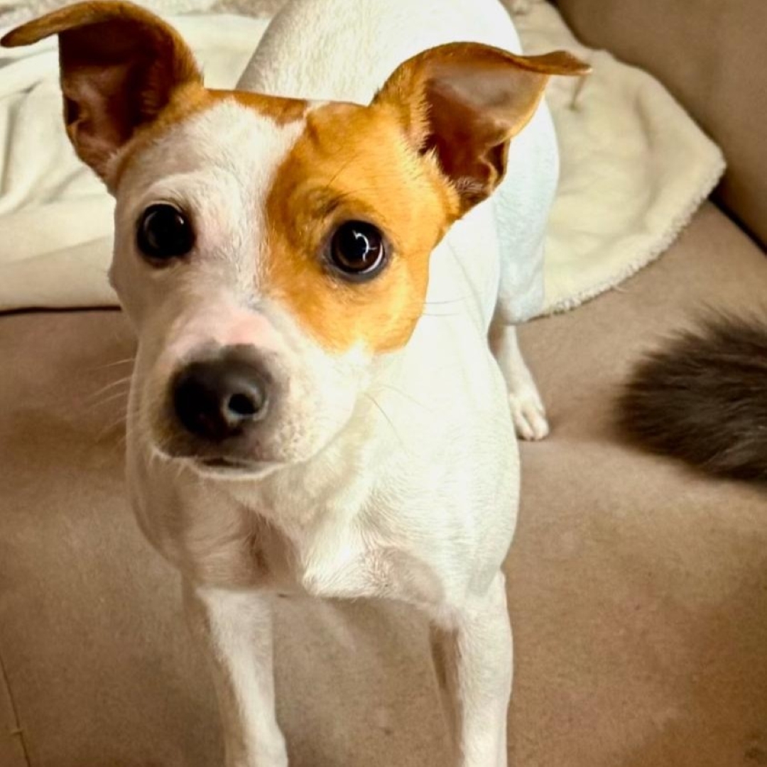 Perro Nala