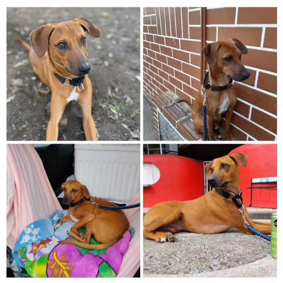 Perro Mango