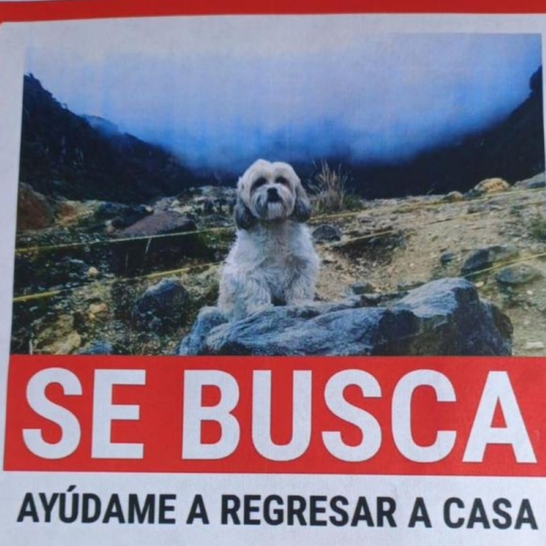 Perro Nala