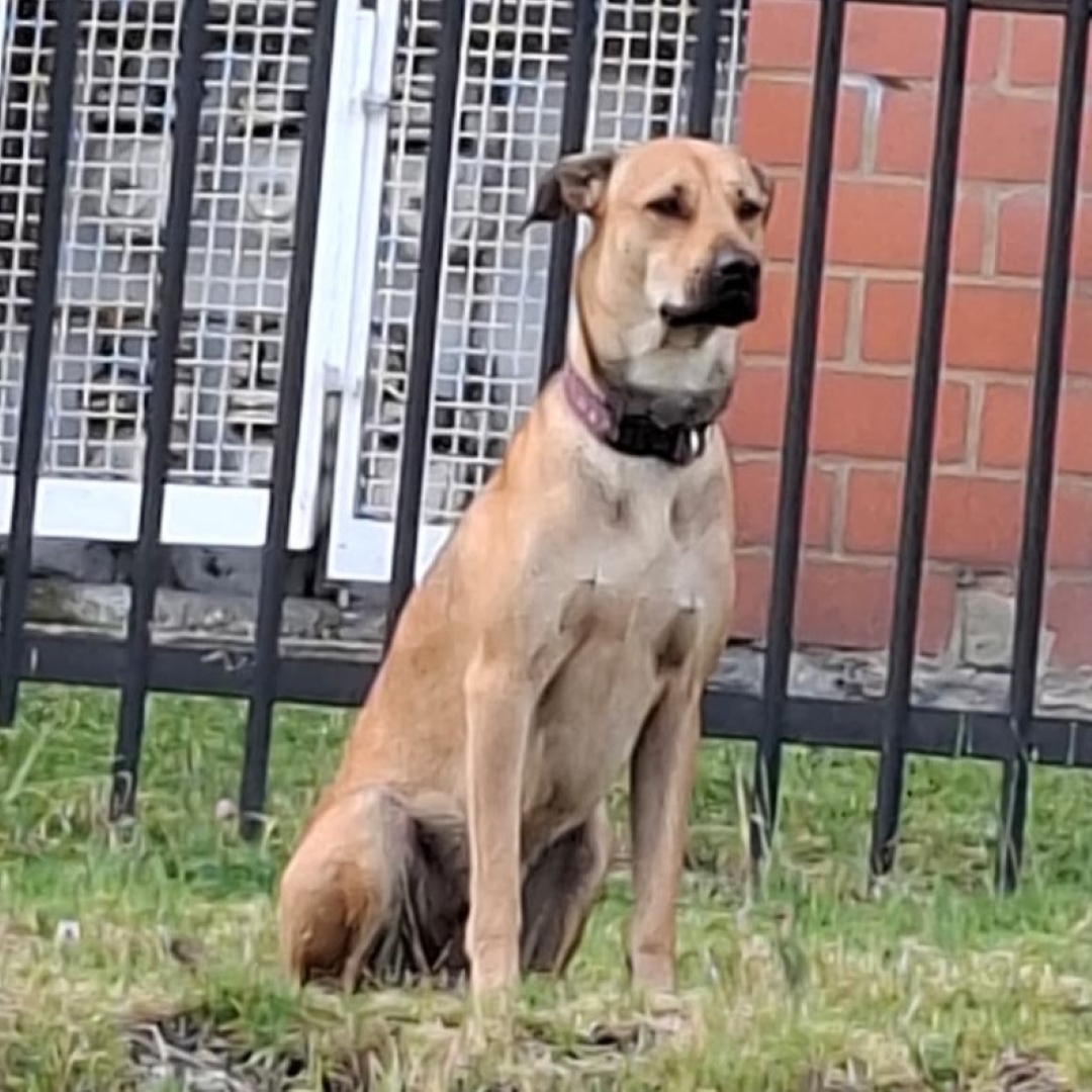 Perro NN
