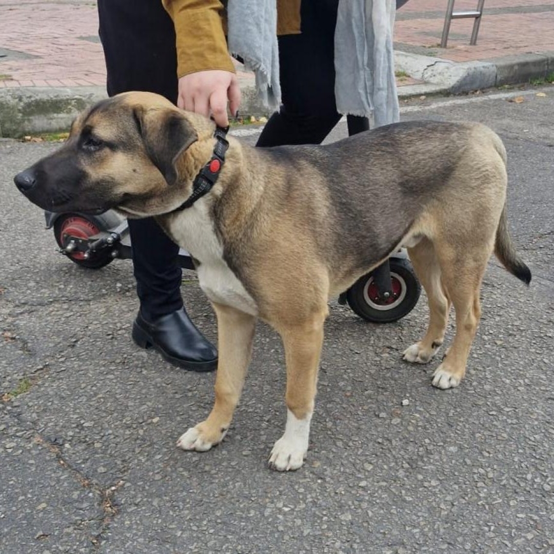 Perro NN