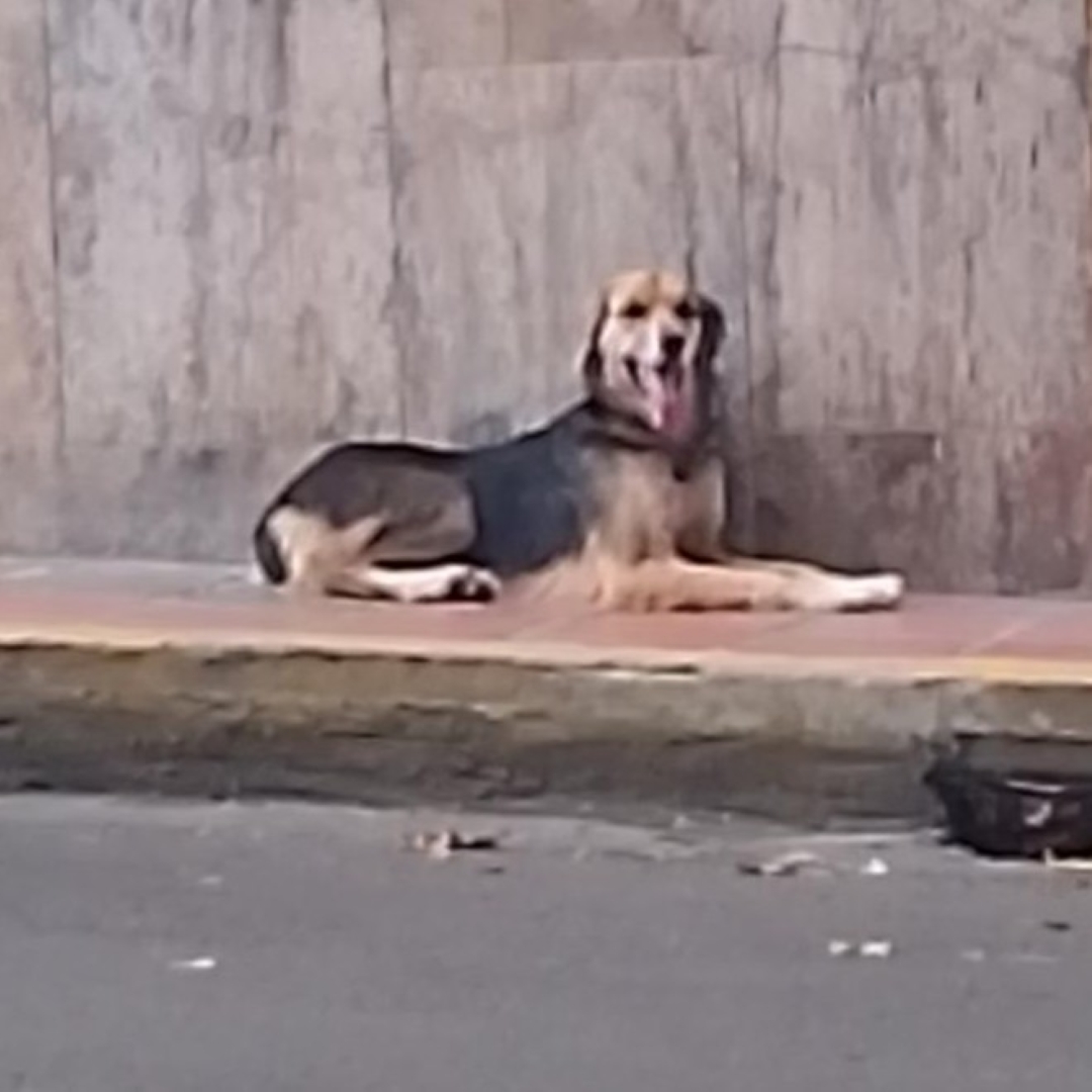 Perro NN