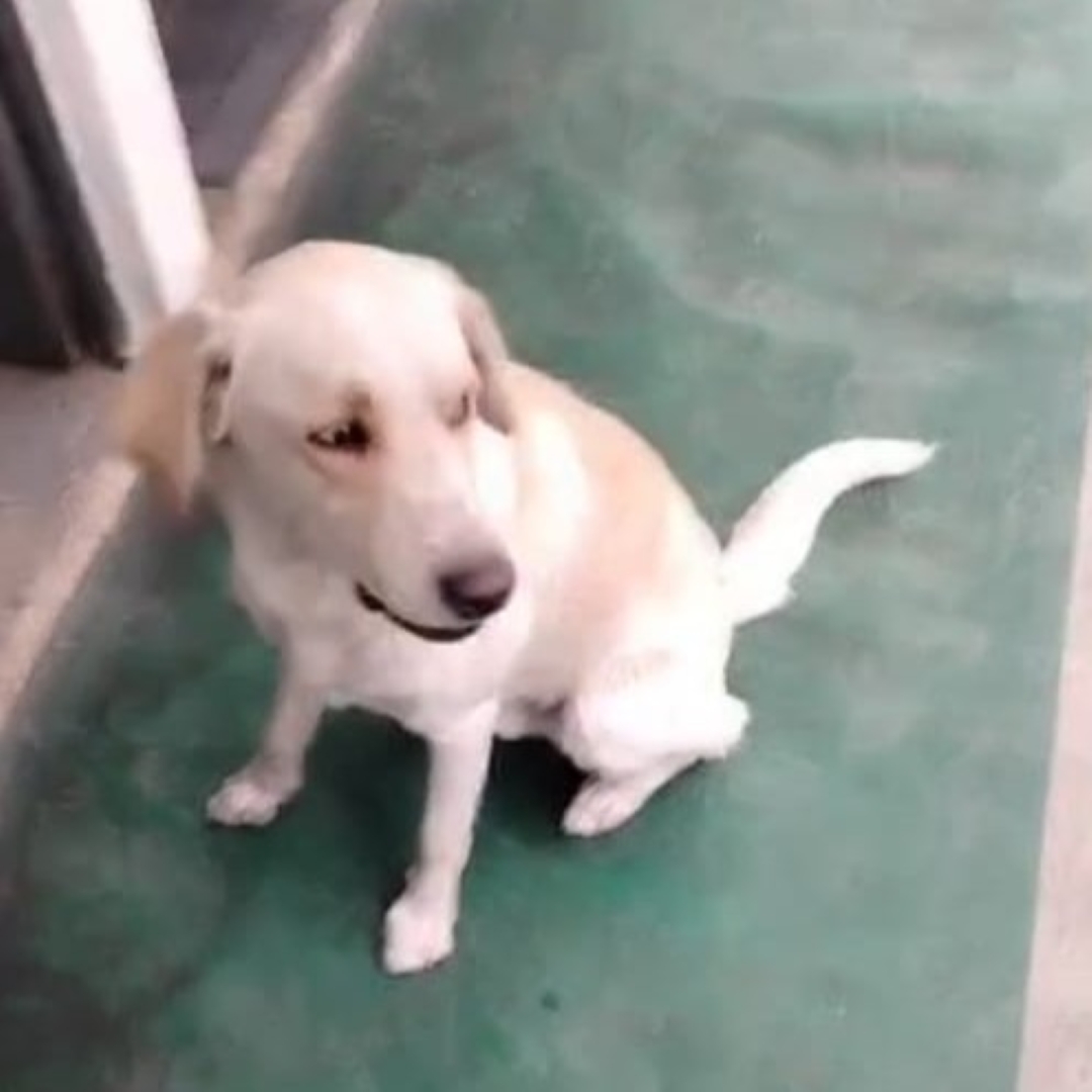 Perro Ramón