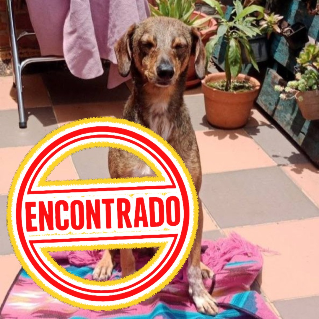 Perro Río