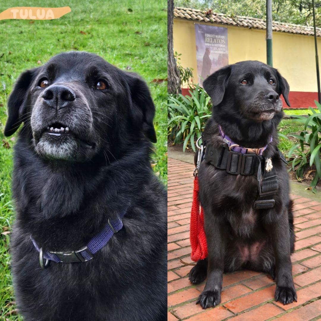 Perro Tuluá