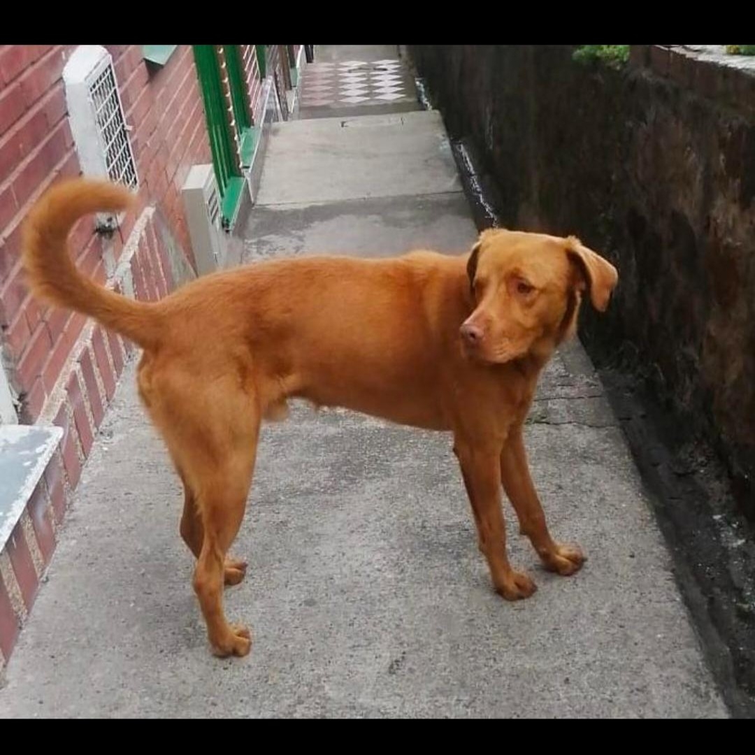 Perro Dominic