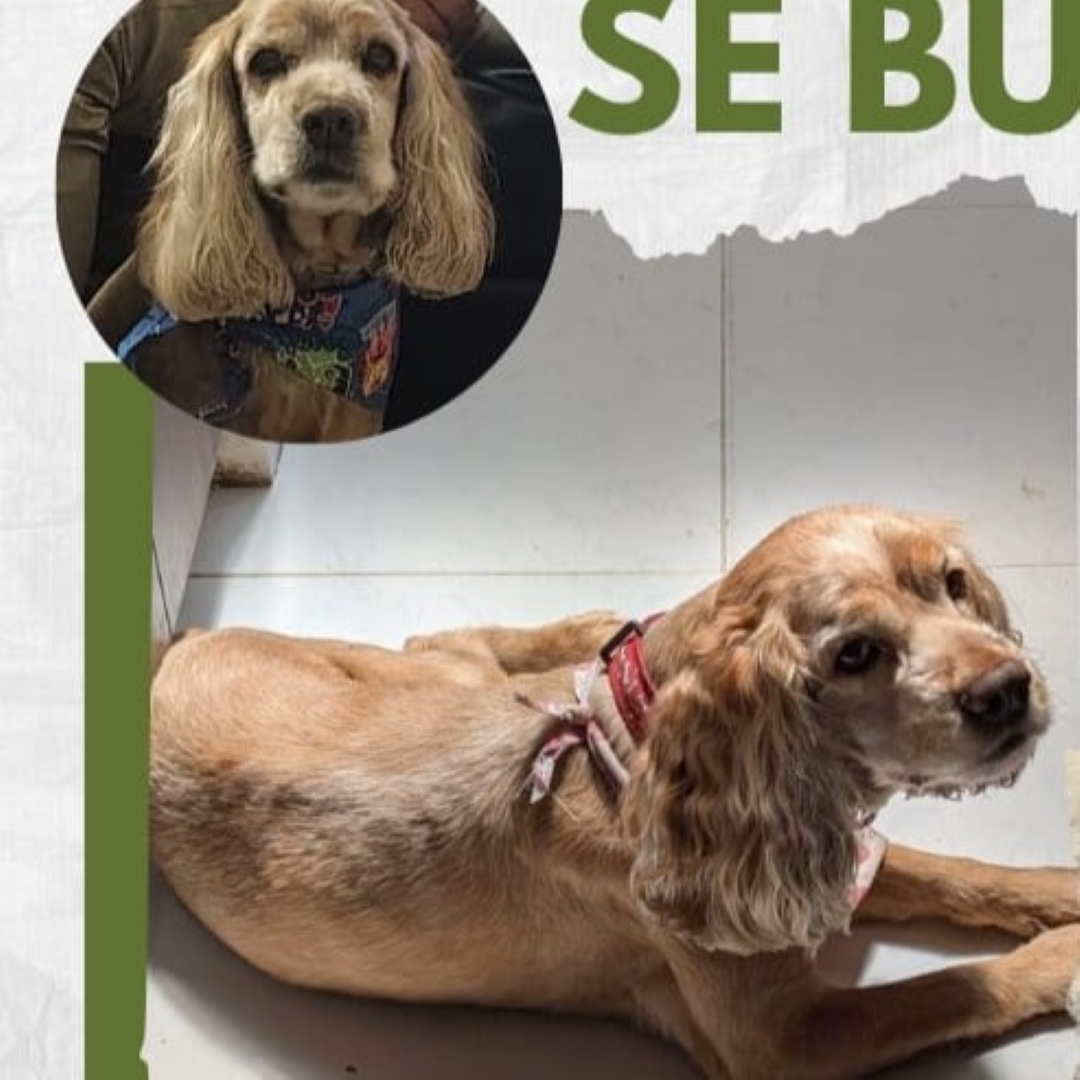 Perro Lukas