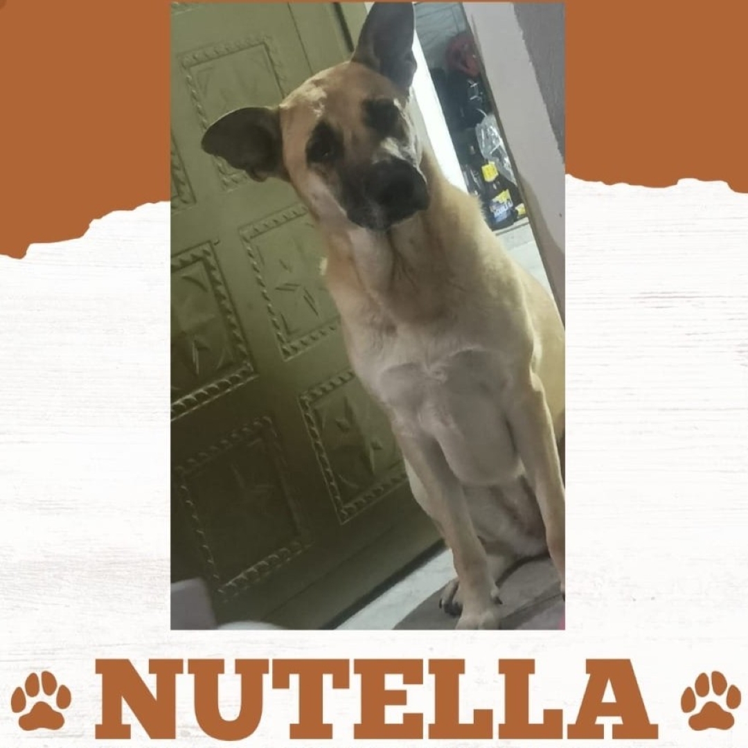 Perro Nutella