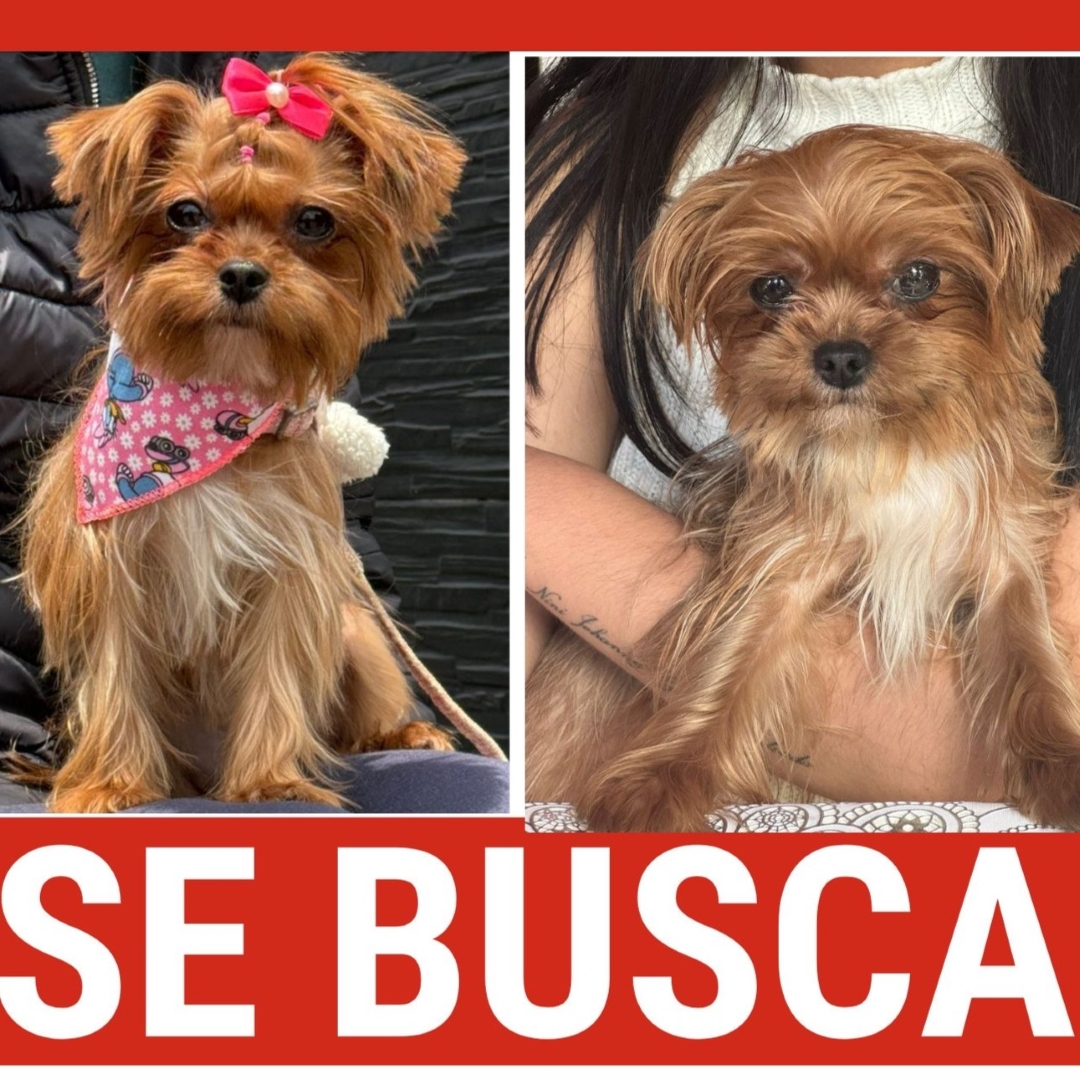 Perro Salomé