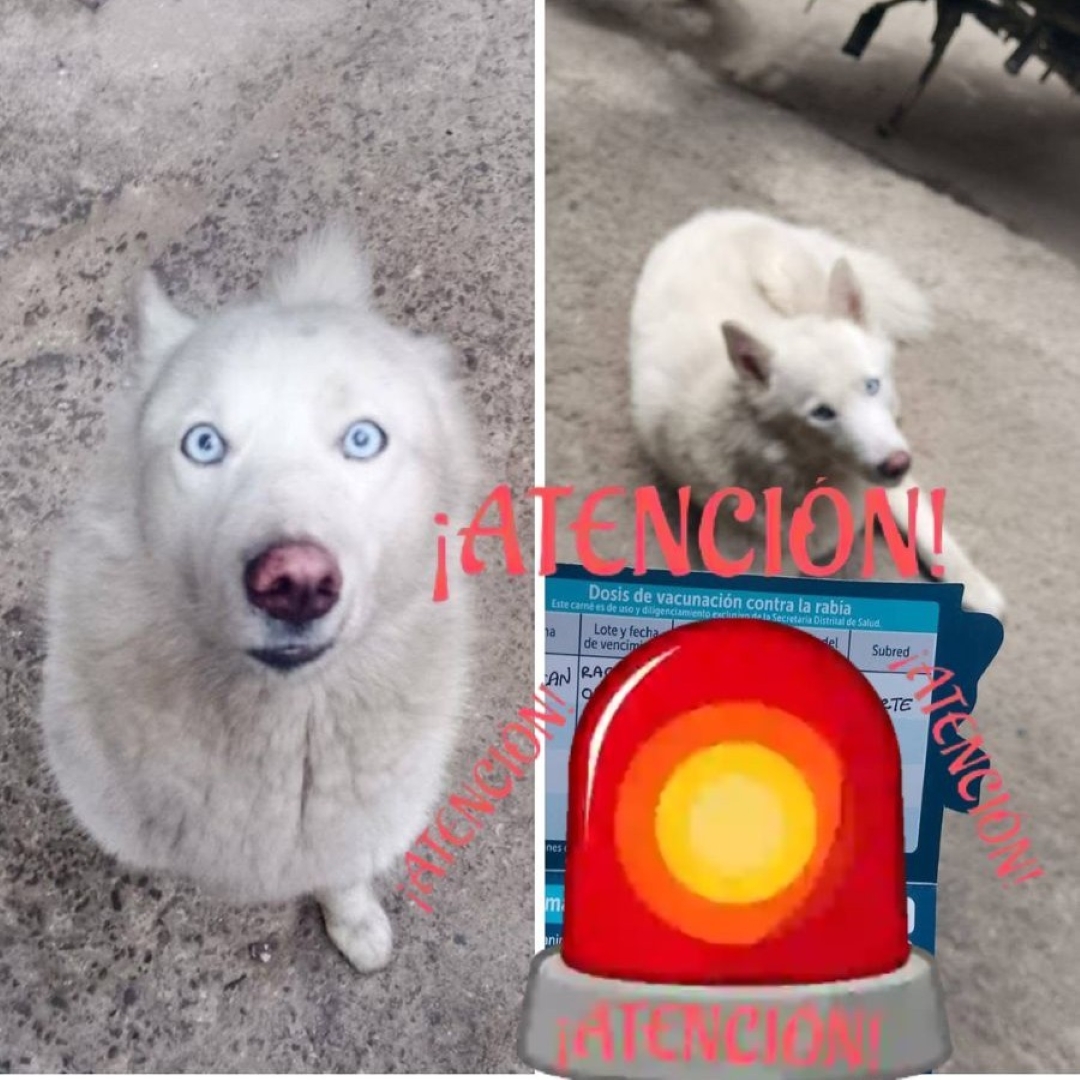 Perro Alaska